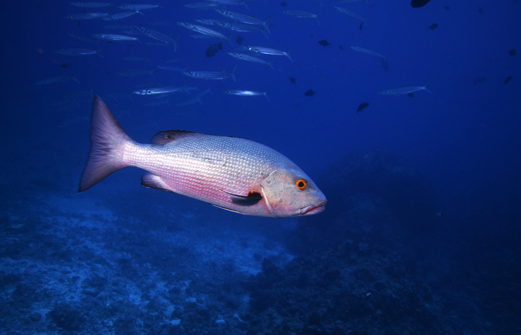 來(lái)自海的美味——鯛魚