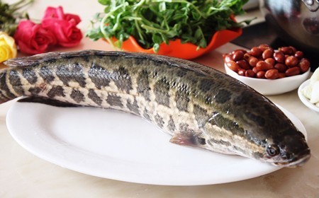 黑魚的選購(gòu)