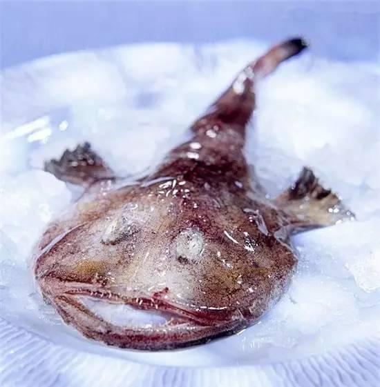 知識庫｜奇丑卻極美味的魚，餐廳趕緊上新菜！