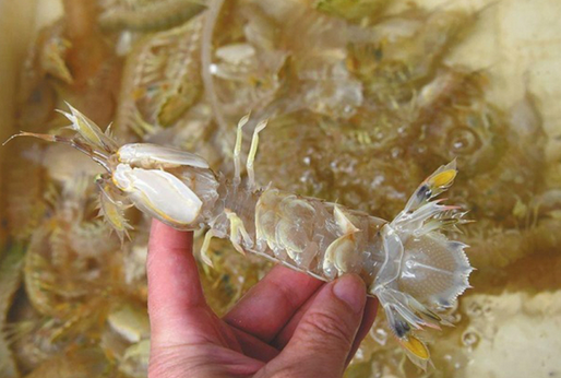 人為注膠讓皮皮蝦增重？專家辟謠:那是蝦黃和蝦膏