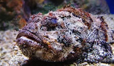 知識(shí)庫(kù)｜如何處理、烹飪世界最毒的海魚？