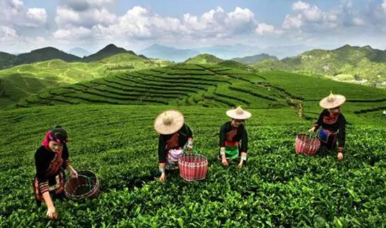 皇茶、喜茶之后，茶飲界又冒出一“黑馬”烏龍煎