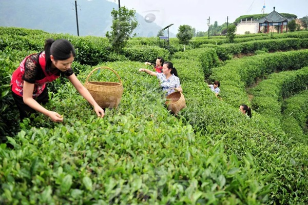 比肩星巴克？新中式茶飲的下半場(chǎng)得好好抓抓供應(yīng)鏈管理這門課了