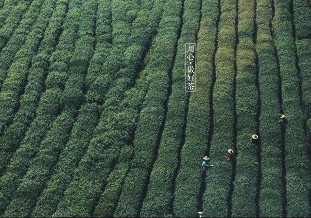 如何掘金500億新茶飲市場(chǎng)，打造一杯有故事的黑龍茶？