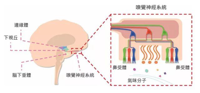 讓消費(fèi)者欲罷不能的氣味營(yíng)銷(xiāo)，餐飲人該如何實(shí)現(xiàn)？ | 餐見(jiàn)