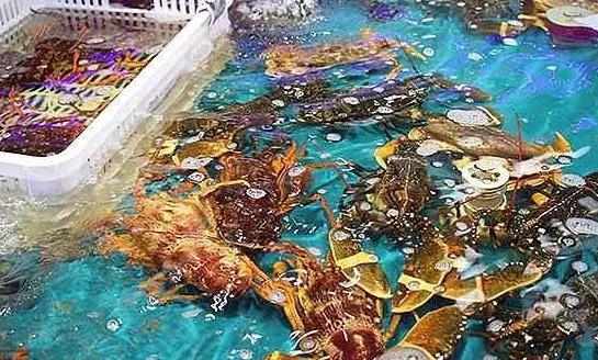 海鮮之戰(zhàn)：上半場活鮮炒作已曲終，下半場冷凍海鮮厚積薄發(fā)？|餐飲界