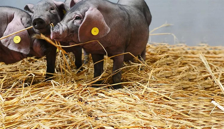 網(wǎng)紅味央豬尋找全球廚房合伙人：我有肉，你有廚房嗎？ | 熱點