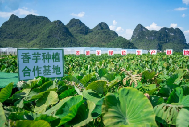 在檳榔芋優(yōu)質(zhì)產(chǎn)區(qū)共建種植基地，喜茶持續(xù)推動新茶飲供應(yīng)鏈專業(yè)化發(fā)展|餐飲界
