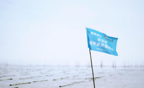 霞浦海帶苗豐收季：半天妖助力產(chǎn)業(yè)騰飛，守護(hù)“舌尖上的鮮嫩”