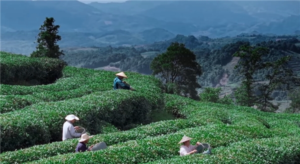 奢配180斤茉莉花，檸季讓香氣沉浸至最后一口